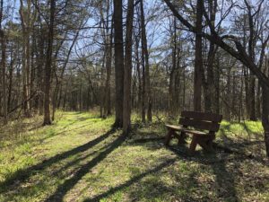 A bench in the middle of a forest